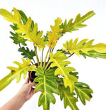 Philodendron 'Golden Xanadu' TC | Grower's Choice, Macau Collection