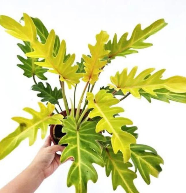 Philodendron 'Golden Xanadu' TC | Grower's Choice, Macau Collection