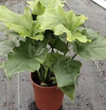 Philodendron Hope TC | Grower's Choice, Macau Collection