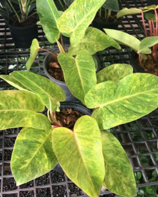 Philodendron Patted Lady TC | Grower's Choice, Macau Collection