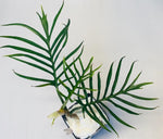 Philodendron Tortum TC | Grower's Choice, Macau Collection