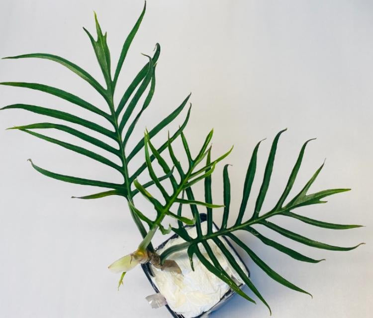 Philodendron Tortum TC | Grower's Choice, Macau Collection