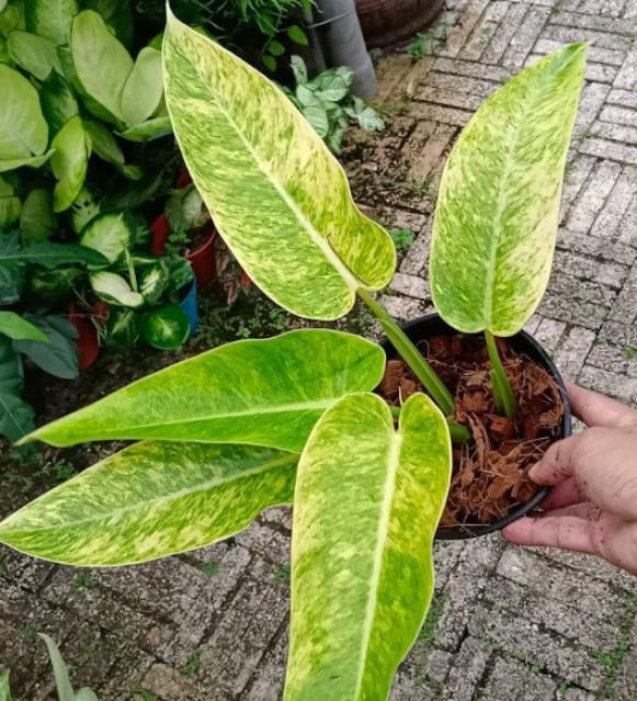 Philodendron calkins gold TC | Grower's Choice, Macau Collection