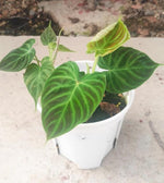 Philodendron Verrucosum Sp.Holland TC | Grower's Choice, Macau Collection