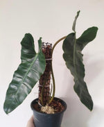 Philodendron billietiae dark form TC | Grower's Choice, Macau Collection