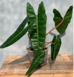 Philodendron Billietiae TC | Grower's Choice, Macau Collection