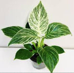 Philodendron Birkin TC | Grower's Choice, Macau Collection