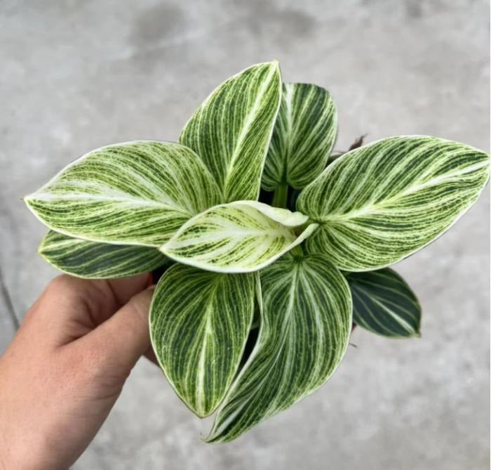 Philodendron Birkin Galaxy TC | Grower's Choice, Macau Collection
