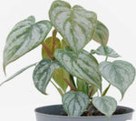 Philodendron Brandtianum TC | Grower's Choice, Macau Collection