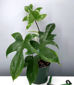 Philodendron Florida TC | Grower's Choice, Macau Collection