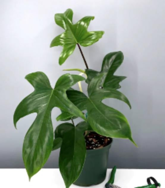 Philodendron Florida TC | Grower's Choice, Macau Collection