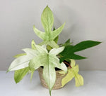 Philodendron Florida Ghost mint TC | Grower's Choice, Macau Collection