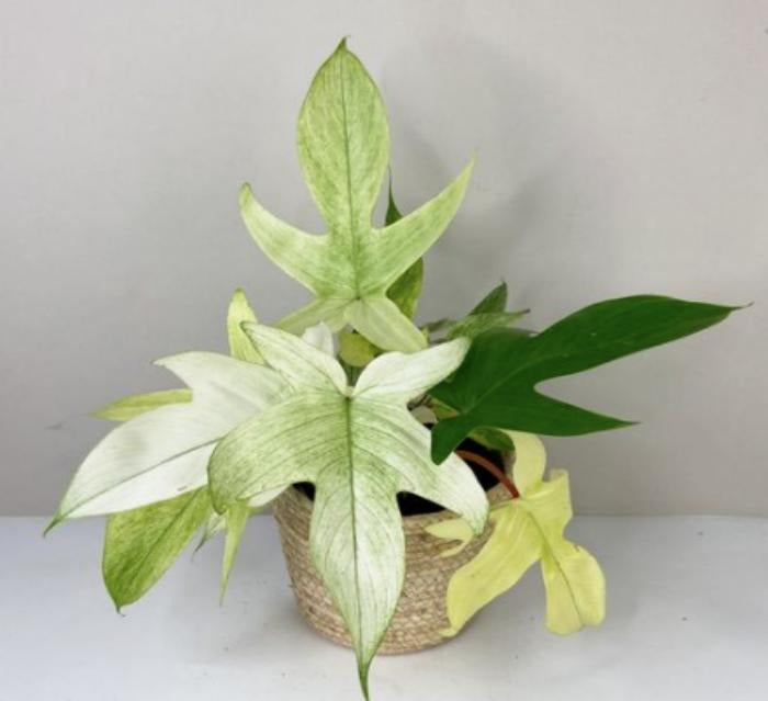 Philodendron Florida Ghost mint TC | Grower's Choice, Macau Collection