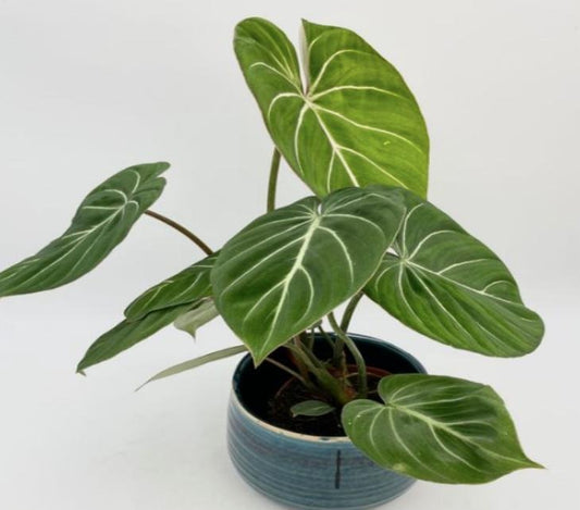 Philodendron Gloriosum TC | Grower's Choice, Macau Collection