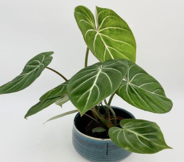 Philodendron Gloriosum TC | Grower's Choice, Macau Collection