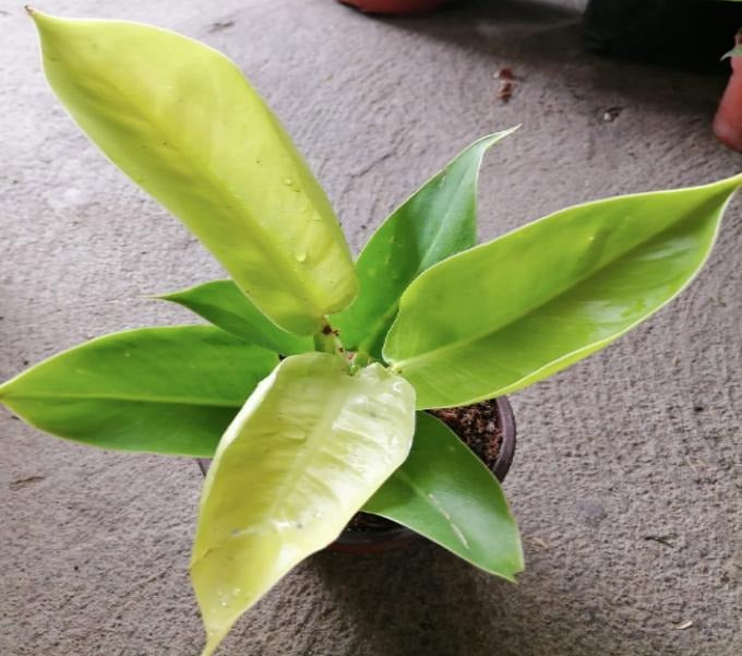 Philodendron Golden Emperor TC | Grower's Choice, Macau Collection
