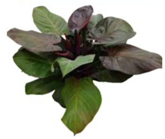 Philodendron Cherry red TC | Grower's Choice, Macau Collection