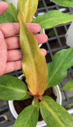 Philodendron Orange Marmalade TC | Grower's Choice, Macau Collection