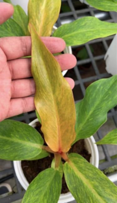 Philodendron Orange Marmalade TC | Grower's Choice, Macau Collection
