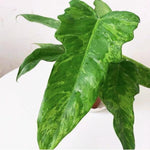 Philodendron Golden Dragon TC | Grower's Choice, Macau Collection