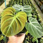 Philodendron Verrucosum Choco Red TC | Grower's Choice, Macau Collection