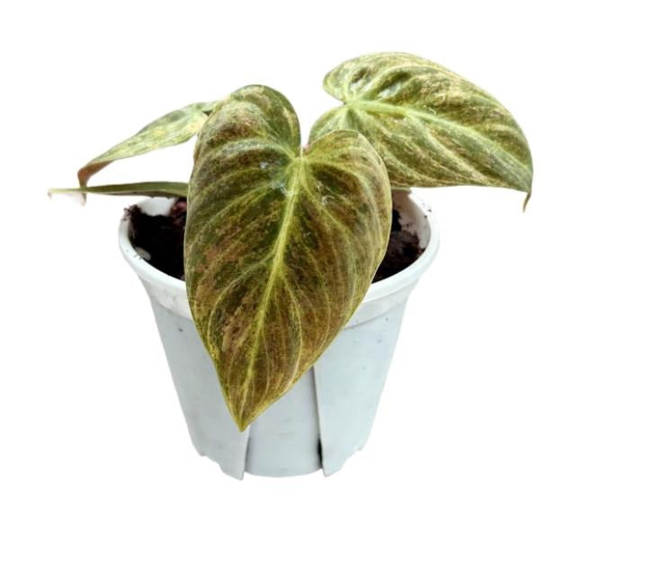 Philodendron Verrucosum Choco Red variegated TC | Grower's Choice, Macau Collection