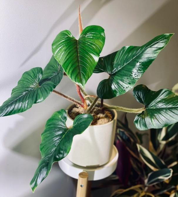 Philodendron Serpens TC | Grower's Choice, Macau Collection