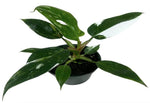 Philodendron White Princess TC | Grower's Choice, Macau Collection