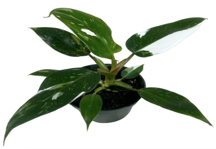 Philodendron White Princess TC | Grower's Choice, Macau Collection