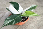 Philodendron White Wizard TC | Grower's Choice, Macau Collection