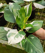 Philodendron 'White Knight' TC | Grower's Choice, Macau Collection