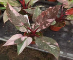 Philodendron Pink princess Marble TC | Grower's Choice, Macau Collection