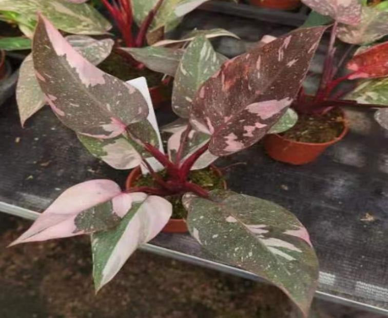 Philodendron Pink princess Marble TC | Grower's Choice, Macau Collection