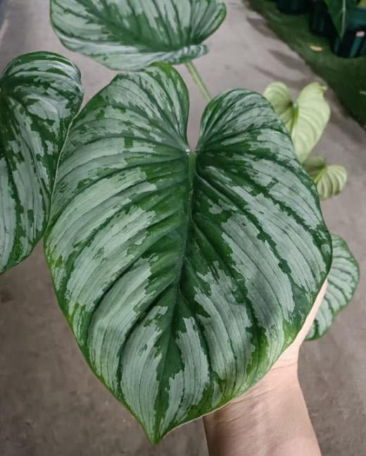 Philodendron Mamri TC | Grower's Choice, Macau Collection