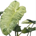 Philodendron Paraiso Verde TC | Grower's Choice, Macau Collection
