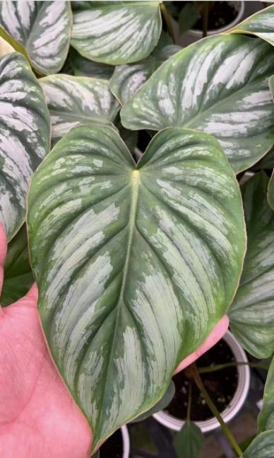 Philodendron Pastazanum silver TC | Grower's Choice, Macau Collection