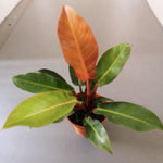 Philodendron Red Sun TC | Grower's Choice, Macau Collection