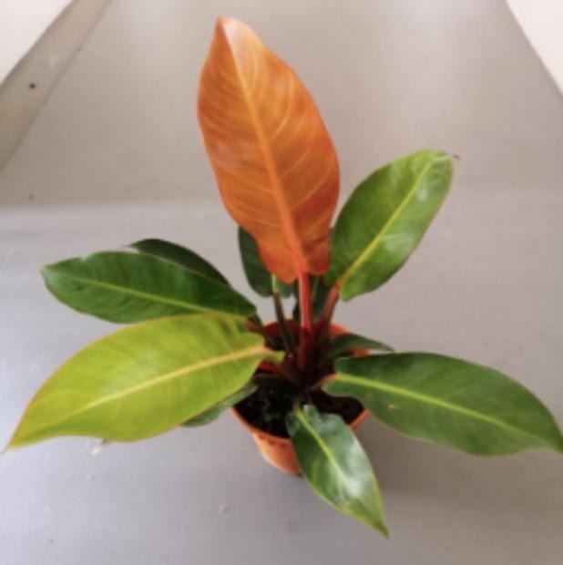 Philodendron Red Sun TC | Grower's Choice, Macau Collection