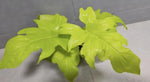 Philodendron warscewiczii TC | Grower's Choice, Macau Collection