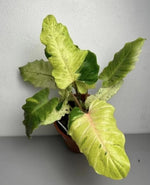 Philodendron Snowdrift TC | Grower's Choice, Macau Collection