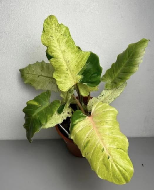 Philodendron Snowdrift TC | Grower's Choice, Macau Collection