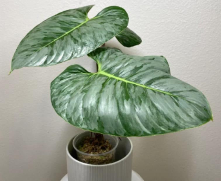 Philodendron Sodiroi TC | Grower's Choice, Macau Collection