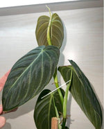 Philodendron Melanochrysum TC | Grower's Choice, Macau Collection