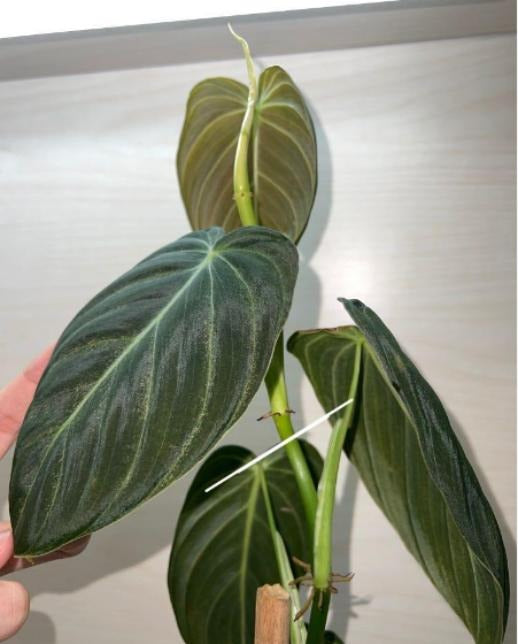 Philodendron Melanochrysum TC | Grower's Choice, Macau Collection