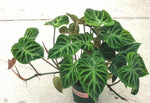 Philodendron Verrucosum TC | Grower's Choice, Macau Collection