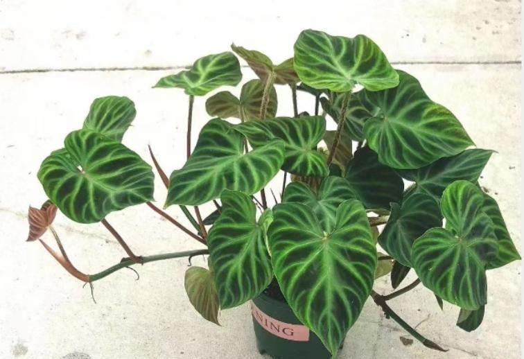 Philodendron Verrucosum TC | Grower's Choice, Macau Collection