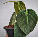 Philodendron Gigas TC | Grower's Choice, Macau Collection