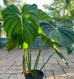 Philodendron Mc Dowell TC | Grower's Choice, Macau Collection