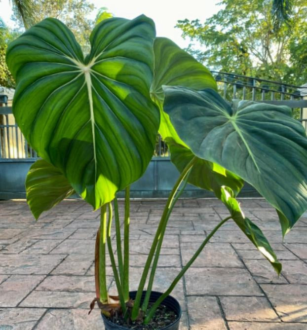 Philodendron Mc Dowell TC | Grower's Choice, Macau Collection