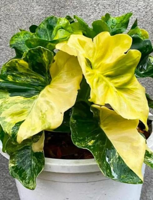 philodendron atom var TC | Grower's Choice, Macau Collection